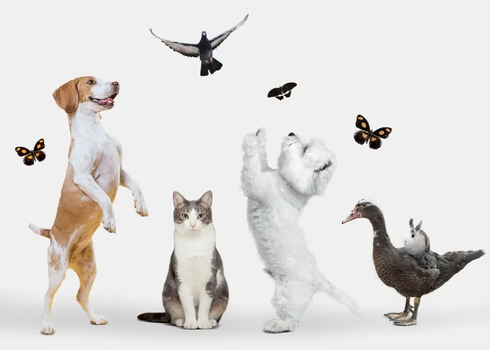 Animais em espanhol