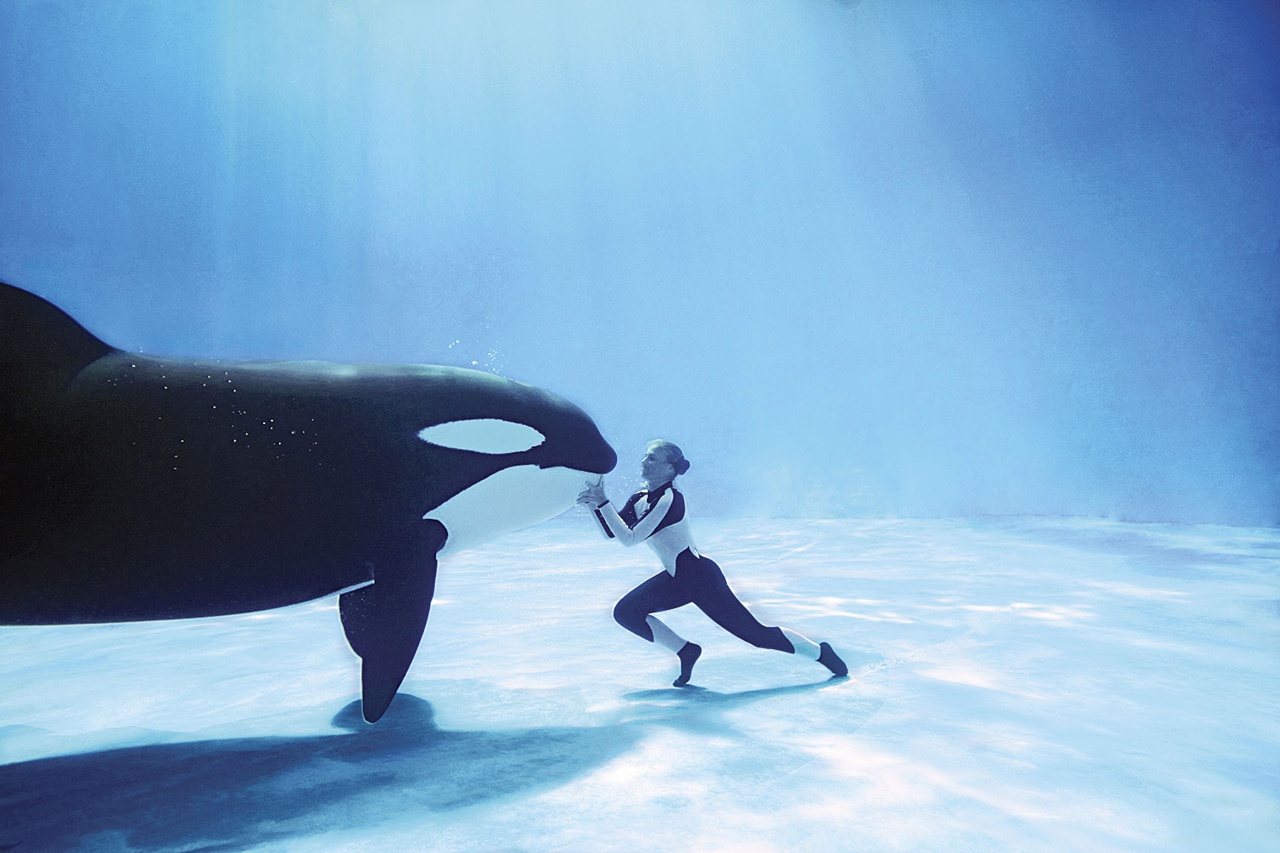 O documentário para aprender inglês Blackfish