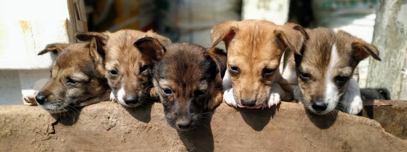 puppy rescue